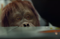 Here's why people are confused by Airtricity's new orangutan advert