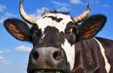 Here's how a new app could solve the beef crisis for farmers