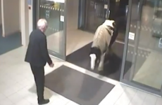 This tiny horse just wants to get into the police station, OK?