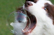 The Briefcase: Bubble busters, more budget babble and startups as far as the eye can see