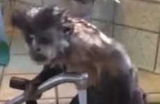 Ah nothing, just a little monkey having a shower in a sink