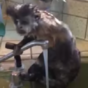 Ah nothing, just a little monkey having a shower in a sink