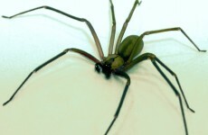 US family flees home after thousands of deadly spiders 'bleed out' of the walls