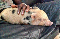 Mario Balotelli's pig barred from entering Britain