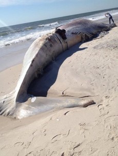 This 58 foot long whale covered in bite marks has washed up in New York