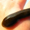 Woman finds three-inch leech living up her nose