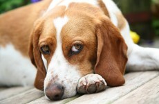 Denmark plans bestiality ban to curb the rise of animal sex tourism