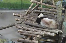 Stop! And watch this giant panda getting a bad fright off a squirrel