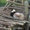 Stop! And watch this giant panda getting a bad fright off a squirrel