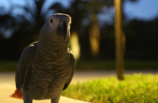 Parrot goes missing for four years, comes back speaking Spanish