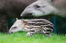 Dublin Zoo to pay €5,000 to charity after mother and child attacked by tapir