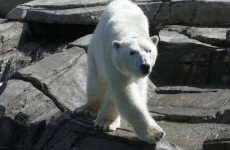 Polar bear ancestry traced back to... Ireland?