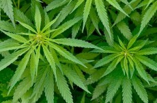 More than €600k worth of cannabis found at 'sophisticated factory'