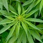 More than €600k worth of cannabis found at 'sophisticated factory'