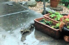 Woman left mortified when 'escaped crocodile' in her garden turns out to be inflatable toy