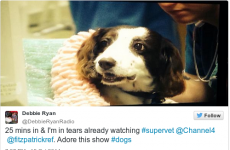 How a 12-year-old cocker spaniel reduced TV audiences to tears last night