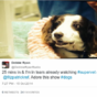 How a 12-year-old cocker spaniel reduced TV audiences to tears last night