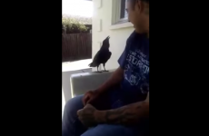 This crow actually walked up to a man and said "f**k you"