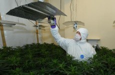 Two men arrested after smell led officers to cannabis factory