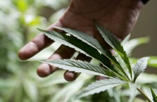 Man charged for growing 500 cannabis plants in Westmeath house