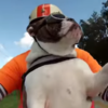 This cool motorcycle-riding bulldog knows exactly how to greet passing bikers