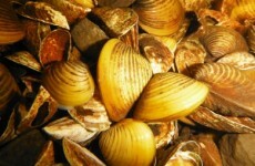 Meet Ireland's latest invader: The Asian Clam