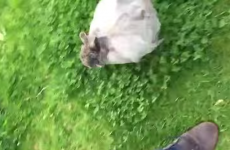 Watch this scared guy get ferociously attacked by a fluffy bunny