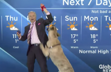 Weatherman tries to read forecast with big excitable dog, chaos ensues