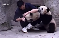 Everyone with kids will understand this man's adorable panda struggle