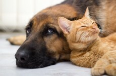 Naming cats and dogs: New figures show we like giving our animals celebrity names
