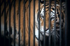Kildare may have seen its last ever animal circus in the county