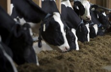 Easy now - Farmers start breaking milk quotas before they're supposed to