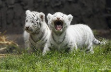 Tiger losing its stripes?