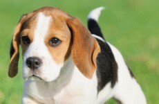 A puppy is stuck down a mine shaft in Cork