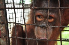 Have animal circuses been banned from Kildare?