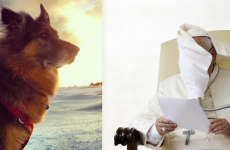 11 majestic dogs handling the wind way better than you