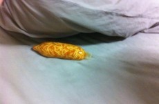Does this photo of a condom filled with spaghetti mean we have reached peak internet?