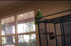 Here's why you should NEVER play the violin around a parrot