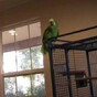 Here's why you should NEVER play the violin around a parrot