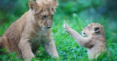 Just LOOK at Dublin Zoo's brand new little lion cub