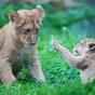 Just LOOK at Dublin Zoo's brand new little lion cub
