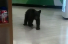 Lost little bear found wandering around US pharmacy