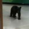 Lost little bear found wandering around US pharmacy