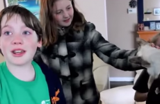 Little boys are overjoyed during emotional reunion with their cat