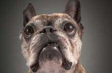 Beautiful photography project focuses on old, wise dogs