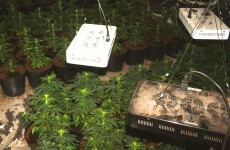 Police in Northern Ireland seized a lot of cannabis plants last night