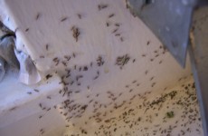 Ireland’s ant population ‘reaching a ten-year high’