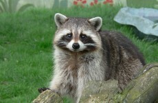 7 unwanted animal invaders you might find in Ireland