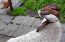 This goat twisting its head around is straight out of The Exorcist