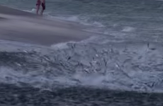 Amazing video shows feeding frenzy during massive fish migration in Florida